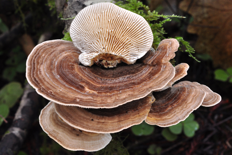 Exploring the Multifaceted Benefits of Turkey Tail Functional Mushrooms