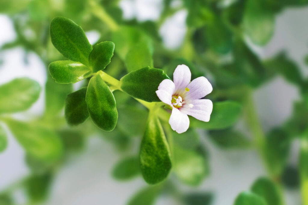 Exploring the Varied Benefits of Brahmi Supplements