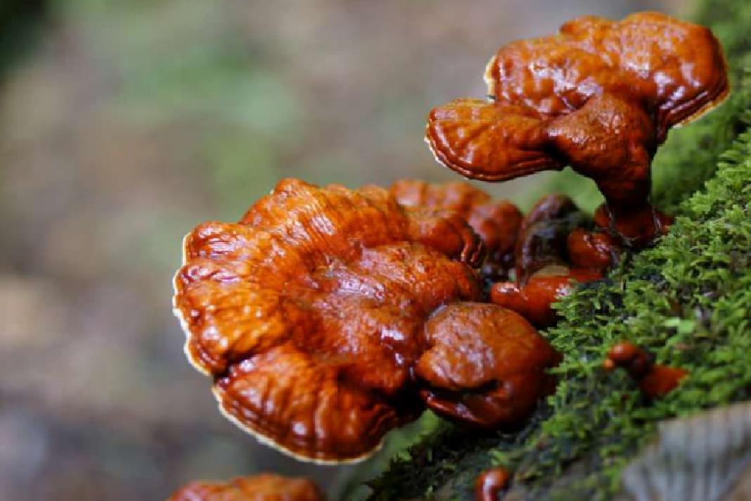 Revealing the Profound Benefits of Reishi Functional Mushrooms