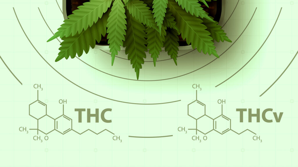 What’S The Difference Between Delta 10 And Thcv